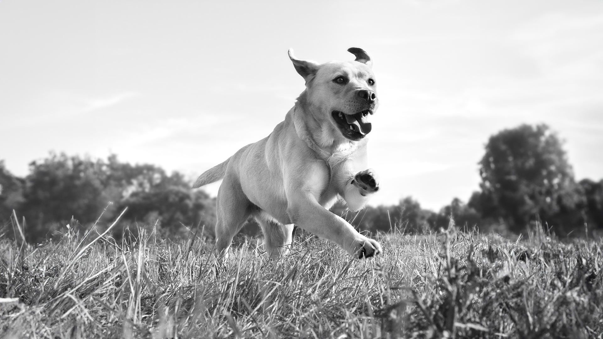 royal-canin-breed-match-tool-social-media