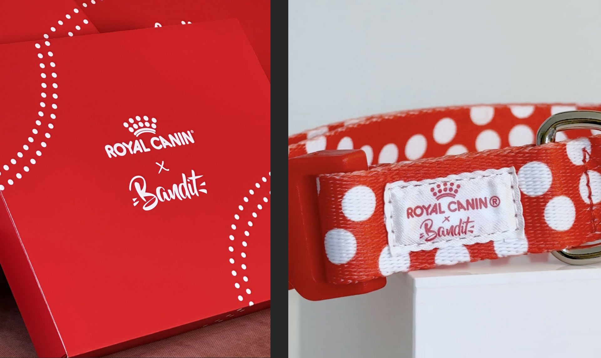 Montage de deux photographies : à gauche les packagings et à droite le collier pour chien